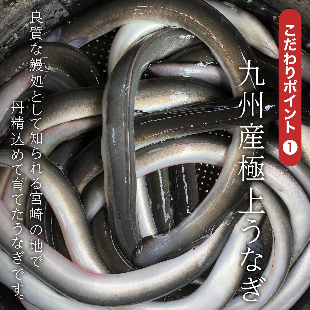 お中元 ギフト 特大うなぎ蒲焼(約200g)×2本 送料無料 国産 九州産