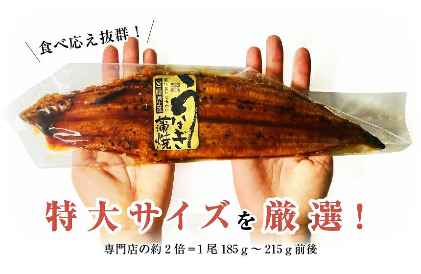 早割 300円OFF 父の日 ギフト 特大うなぎ蒲焼(185g～215g）x3本 送料