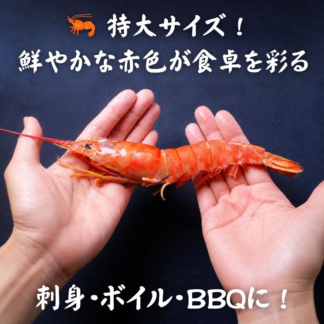 特大 天然赤エビ 1kg （約17尾） 送料無料 有頭 えび 赤海老 生食可