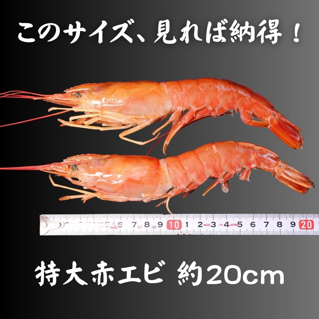 特大 天然赤エビ 1kg （約17尾） 送料無料 有頭 えび 赤海老 生食可